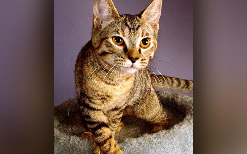 The Humane Society of Blue Ridge cat of the week is Celia. She is a sleek loving tabby and loves to purr and sit in your lap. Her sister Viola looks almost identical. For Valentine’s Day pick a pair that will surely melt your heart. Learn more or schedule a visit by calling the Cat Haven at 706-632-4357.
