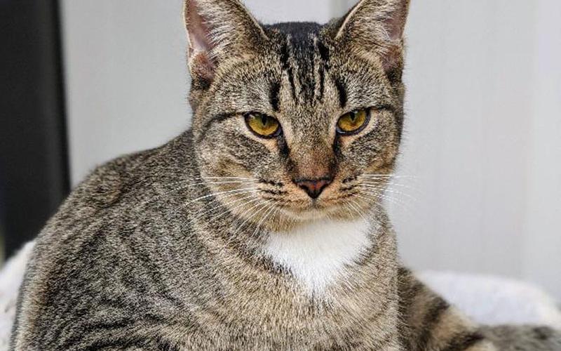 The Humane Society of Blue Ridge cat of the week is Sputnik. She is a one-year-old domestic shorthair. Sputnik had a bit of a hard time getting used to her unfamiliar suite-mates, and although she does well with them now, she is truly over the moon when she is around people. She is usually the first one at the door in the morning, ready to happily greet her visitors. Sputnik is talkative, playful and enjoys having her tummy rubbed. She is spayed, micro-chipped and up to date on her vaccinations. Learn more