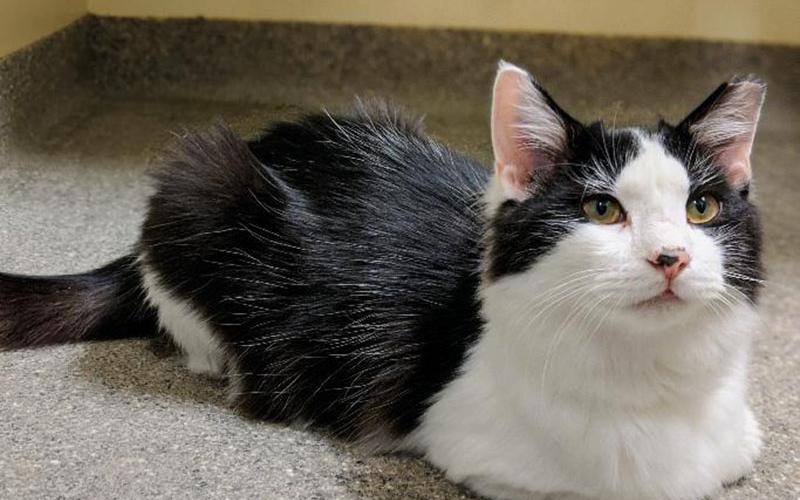 The Humane Society of Blue Ridge cat of the week is Beatnik. He is a beautiful black and white male. He is very friendly, fluffy and soft. Learn more or schedule a visit by calling the Cat Haven at 706-632-4357.