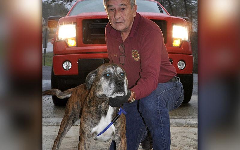 Fannin County Animal Control Officer J.R. Cornett kneels with this male Bull mix, named Hank. He was picked up on Dillon Road in Morganton December 4 and will be staying at Animal Control until reclaimed or adopted. This sweet guy sports a brindle coat and is waiting on someone to give him some love. View him under Animal Control number 359-19.