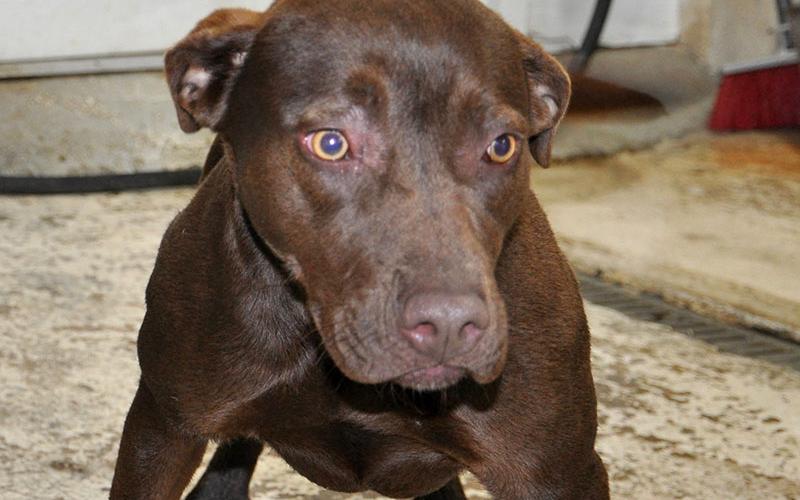 This sweet girl named Cocoa is a Lab mix and was picked up January 14 on Colwell Church Road in Epworth. She will be staying at Animal Control until reclaimed or adopted. This pretty girl has a milk chocolaty coat with caramel coated eyes. View Cocoa under Animal Control number 018-20.