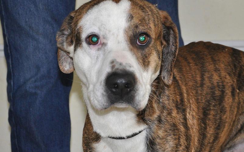 Ace is a male mix who was picked up at the Ford dealership in Blue Ridge January 10. He will be staying at Animal Control until reclaimed or adopted. This sweet boy has a brindle coat with one large patch of white and would make a great cuddle buddy. View him under Animal Control number 010-20.