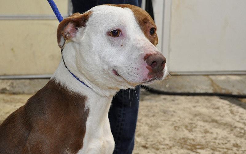 Autumn is a female Bulldog mix who was dropped off January 23. She will be staying at Animal Control until reclaimed or adopted. She boasts a short cinnamon and white coat with sweet amber colored eyes and would make a great best friend. View Autumn under Animal Control number 036-20.