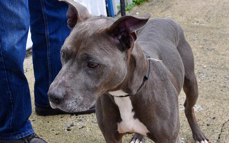 Smokey, a male Pit Bulldog mix, was picked up February 8 off Sequoyah Ridge in Blue Ridge. He will be staying at Animal Control until reclaimed or adopted. Smokey has a short, blue coat with a white chest. View this sweet guy under Animal Control number 053-2020.