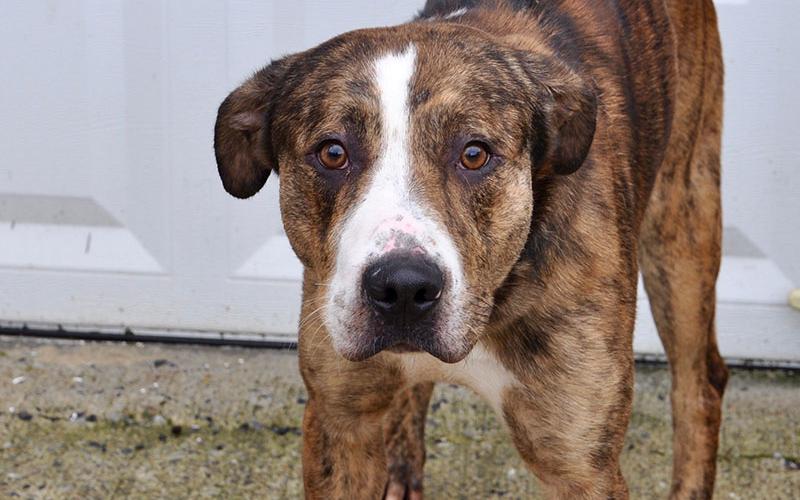 Dallas, a sweet male mix, was picked up January 10 at the Ford Dealership in Blue Ridge. He will be staying at Animal Control until reclaimed or adopted. Dallas has a brindle coat, white snout and sweet tea colored eyes. View him under Animal Control number 009-2020.