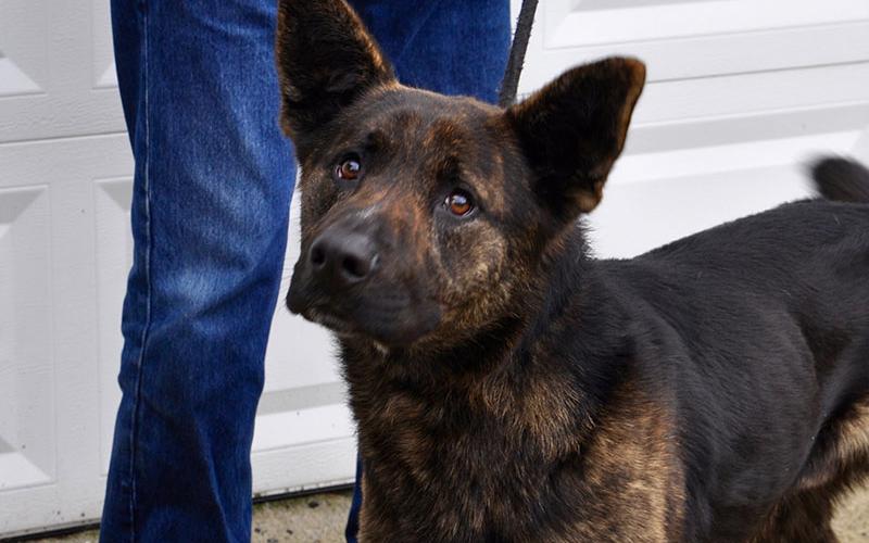 This male Shepard mix was picked up on New Hope Road in Morganton February 9 and will be staying at Animal Control until reclaimed or adopted. He has a black and brindle coat with sweet amber eyes. View him under Animal Control number 054-2020.