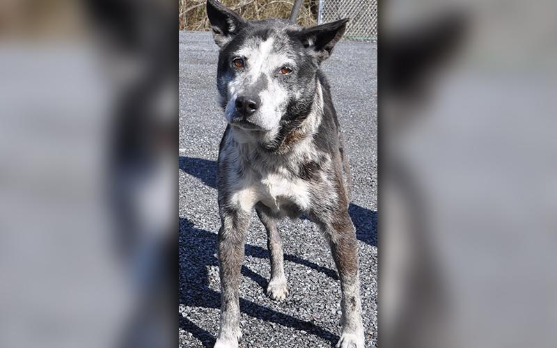 This female Blue Heeler mix was found on Cashes Valley Road in Blue Ridge Wednesday, February 19, and will be staying at Animal Control until reclaimed or adopted. This sweet gal has a white and gray coat with amber colored eyes. View this girl under Animal Control number 069-2020.
