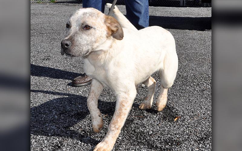 Dusty, this male mix was found on Morganton Highway Monday, February 17, and will be staying at Animal Control until reclaimed or adopted. He has a white and red coat with an ash colored goatee and sweet tea eyes. View this fun little guy under Animal Control number 068-2020.