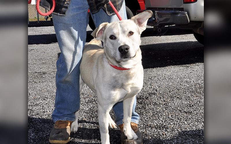 This male mix was dropped off Saturday, February 15, and will be staying at Animal Control until reclaimed or adopted. He has a white coat dusted with red and came in with a red collar. View this pretty boy under Animal Control number 065-2020.