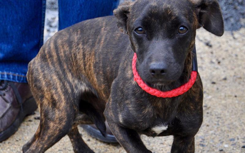 This female Feist mix was picked up on Madola Road in Epworth Wednesday, January 29, and will be staying at Animal Control until reclaimed or adopted. She has a brindled coat with dark, coffee bean eyes. View this sweet girl under Animal Control number 043-2020.