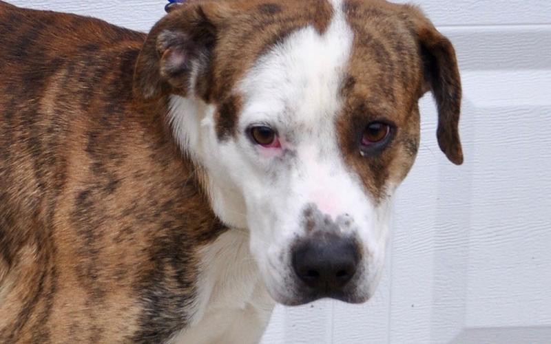 This male mix was picked up at the Ford Dealership in Blue Ridge January 10 and will be staying at Animal control until reclaimed or adopted. He has a dark gold coat with tiger stripes and splotches of white. View this sweet boy under Animal Control number 010-2020.