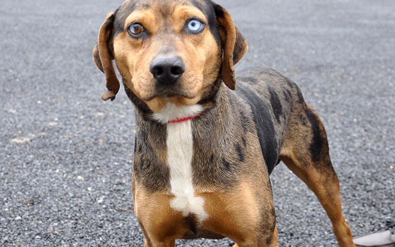 This male Hound mix was picked up on Highway 515 in Blue Ridge Wednesday, January 29, and will be staying at Animal Control until reclaimed or adopted. He has a peppered blue and orange coat with one striking crystal eye and the other split with amber. View this dashing feller under Animal Control number 041-2020.