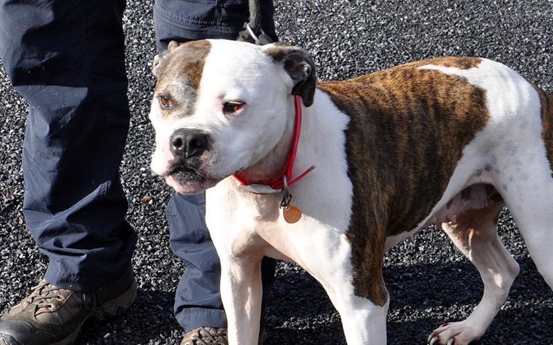This female Boxer mix was an owner surrender and will be staying at Animal Control until adopted. She has a white and brown coat with tea colored eyes. View her under Animal Control number 092-20.