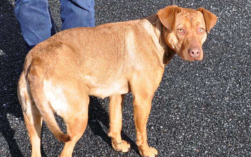 This female mix was picked up on Clay Circle in Mineral Bluff Wednesday, March 4. She will be staying at Animal Control until reclaimed or adopted. She has a honey brown coat with marigold eyes. View her under Animal Control number 091-2020.