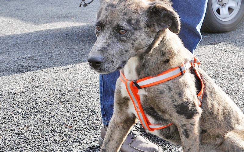 This male Blue Heeler mix was picked up at Wendy’s in Blue Ridge Thursday, March 5. He will be staying at Animal Control until reclaimed or adopted. He has a gray coat with black speckles and a white chest. View him under Animal Control number 096-20.