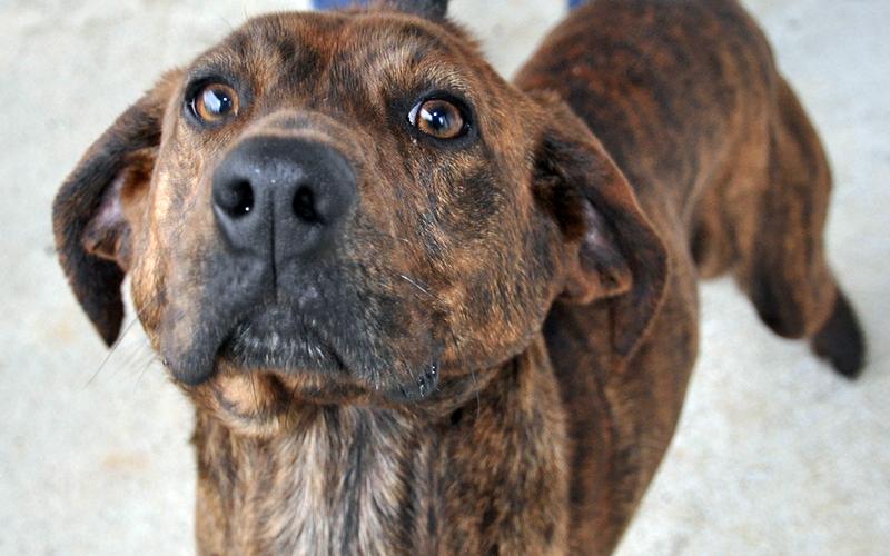 This male Plott Hound mix was picked up on Messer Street in Blue Ridge March 11 and will be staying at Animal Control until reclaimed or adopted. He has a brown and black brindled coat and milk chocolaty eyes.