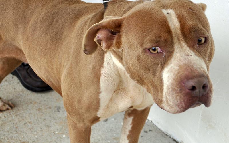 This female Pit Bulldog mix was picked up at Jacks River Camp Ground in Epworth March 4 and will be staying at Animal Control until reclaimed or adopted. She has a tan and white coat with fawn colored eyes. View this sweet girl under Animal Control number 094-20.