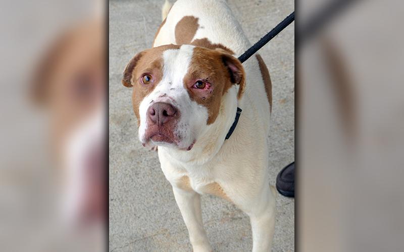 This male mix was picked up at Jacks River Camp Ground in Epworth March 4 and will be staying at Animal Control until reclaimed or adopted. He has a tan and white coat with amber colored eyes. View this good boy under Animal Control number 093-20.