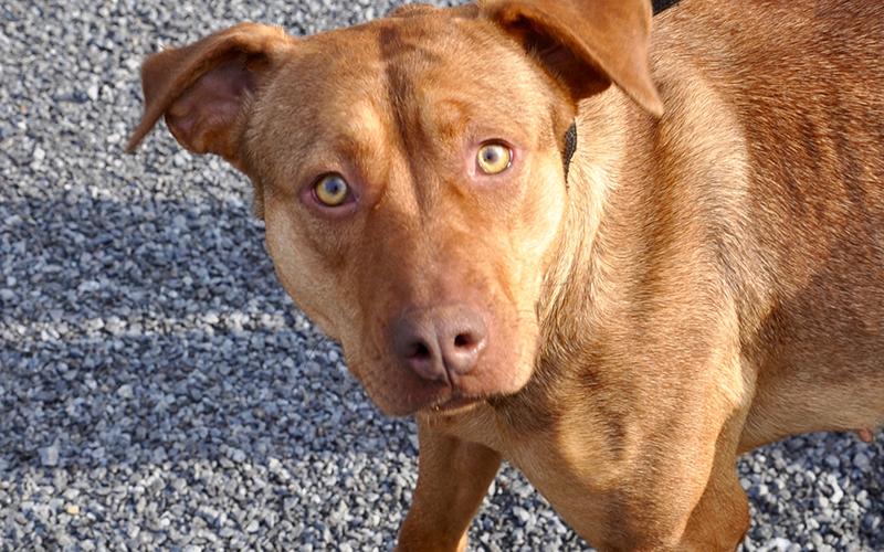 This female mix was picked up on Clay Circle in Morganton March 3 and will be staying at Animal Control until reclaimed or adopted. She has a red coat with marigold eyes and a cute, brown nose. View her under Animal Control number 091-20.