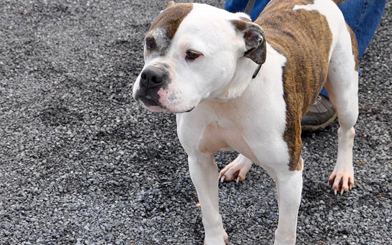 This female Boxer mix was an owner surrender and will be staying at Animal Control until adopted. She has a short, white coat with brown brindled patches and dark chocolatey eyes. View her under Animal Control number 092-20.
