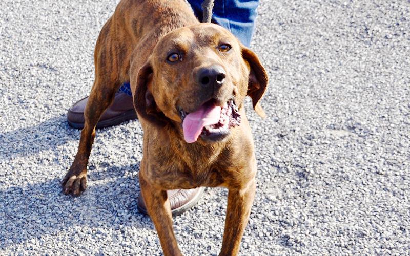 This male Plott Hound was picked up at the BP gas station in Blue Ridge March 11 and will be staying at Animal Control until reclaimed or adopted. He has a chocolate brindle coat with sweet tea colored eyes. View him under Animal Control number 097-20.