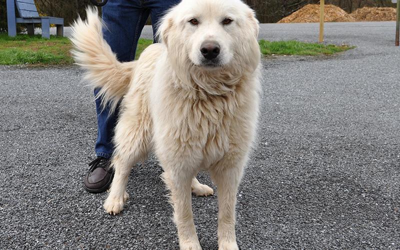 This female Great Pyrenees was picked up on Ada Street in Blue Ridge Wednesday, February 26 and will be staying at Animal Control until reclaimed or adopted. This beautiful girl has a fluffy, white coat with deep cocoa bean eyes. View this sweet girl under Animal Control number 088-2020.