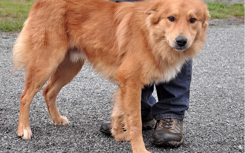 This male Collie mix was picked up on Cutcane Road in Mineral Bluff February 22 and will be staying at Animal Control until reclaimed or adopted. This guy has a long, red coat and dark coffee bean eyes. View him under Animal Control number 075-2020.