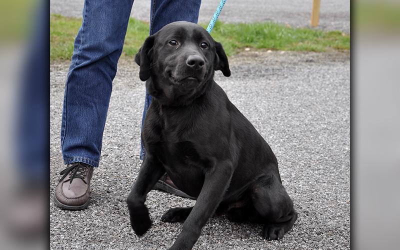 This male Black Lab mix was dropped off February 21 and will be staying at Animal Control until reclaimed or adopted. This cute guy has a short, solid black coat with eyes to match the color. Do notice his adorable little smile. View him under Animal Control number 070-2020.