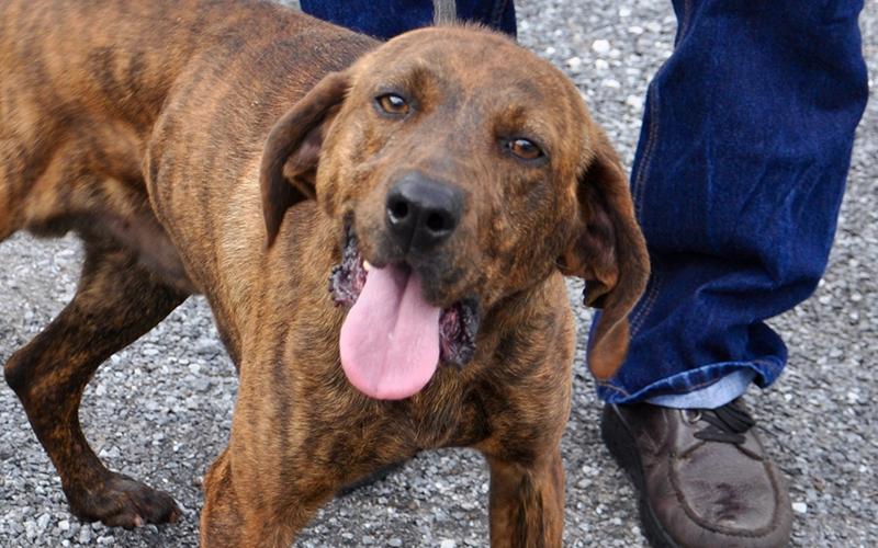 This male Plott Hound, who volunteers have named Bosco, was picked up on Messer Street in Blue Ridge March 11. This boy will be staying at Animal Control until reclaimed or adopted. He has a brown, brindle coat with sweet tea colored eyes. View him under Animal Control number 097-20.