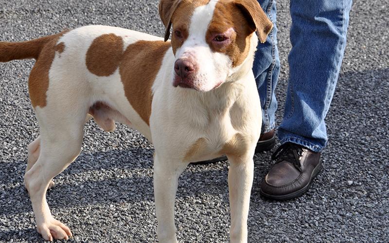 This female Bulldog mix, who volunteers have named Charlie, was picked up on Jack’s River in Epworth March 4. She will be staying at Animal Control until reclaimed or adopted. This girl has a white coat with orange spots and marigold eyes. View her under Animal Control number 093-20.