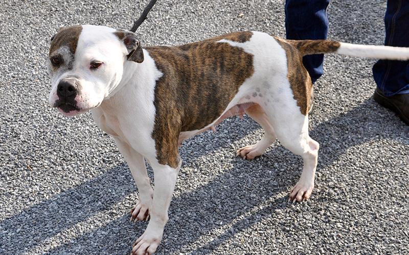 This female Boxer mix, who volunteers call Allie, was an owner surrender and will be staying at Animal Control until adopted. She has a white coat with brown, brindle patches and dark chocolaty eyes. View her under Animal Control number 092-20.