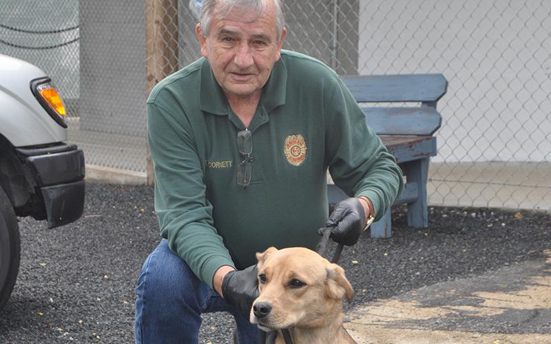 Fannin County Animal Control Officer J.R. Cornett shows off this female lab mix. She was taken in April 6, in the area of Eagle Top Drive off of Squirrel Hunting Road. She is staying at Animal Control until she is adopted. Her coat is a beautiful tan color with striking eyes. View this beautiful dog under Animal Control number 123-20.