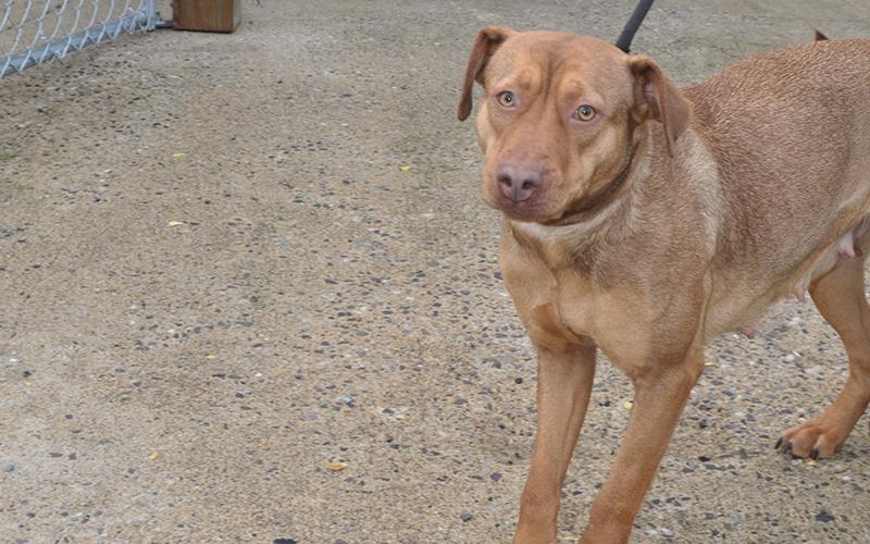This beautiful female Bull mix was picked up on March 4, in the area of Jack’s River. She is staying with Animal Control until reclaimed or adopted. She sports a short white and gray coat. View this beautiful girl under Animal Control number 93-20.
