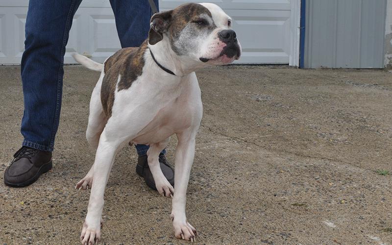 This beautiful female Boxer mix was picked up March 4. She sports a short white coat with brown spots. This sweet girl will remain at Animal Control until adopted. View this dog under Animal Control number 92-20.