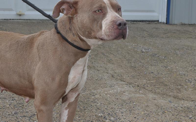 This medium sized female mix was taken in on March 3. She has a short tannish coat and is very friendly. She was picked up on Clay Circle in Morganton and will be staying at Animal Control until adopted. View this sweet girl under Animal Control number 91-20.