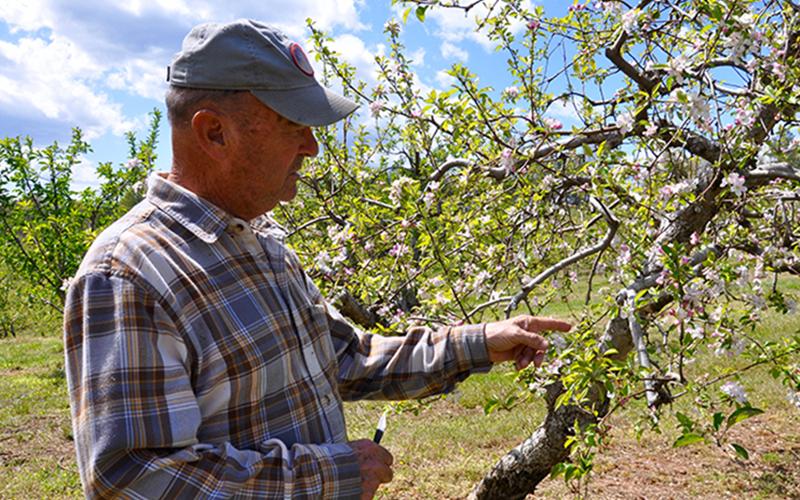 Joe Dickey, founder of Mountain View Orchards, checks a bud on a Detroit Red apple tree, demonstrating how he determines if it has frost damage.