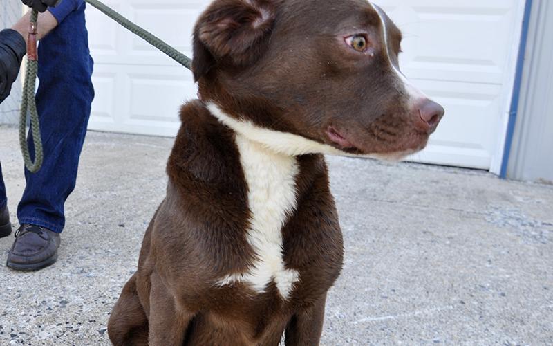 This female Lab mix was brought in April 15 as an owner surrender and will stay at Animal Control until adopted. She has a long, chocolaty coat with a white patch extending from her bottom lip to chest. View her under Animal Control number 126-20.