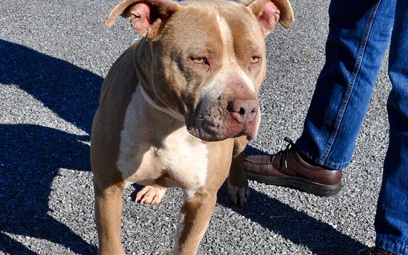 This female Bulldog mix was picked up around Jack’s River March 4 and will stay at Animal Control until reclaimed or adopted. She has a tan and white coat with gorgeous tan eyes and a cute, red nose. View her under Animal Control number 093-20.