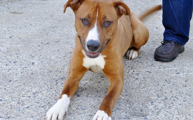 This cute boy is a male Boxer mix who was found on Meadow Creek Way in Blue Ridge February 13. He will be staying at Animal Control until reclaimed or adopted. He has a short, amber colored coat. View him under Animal Control number 061-20.