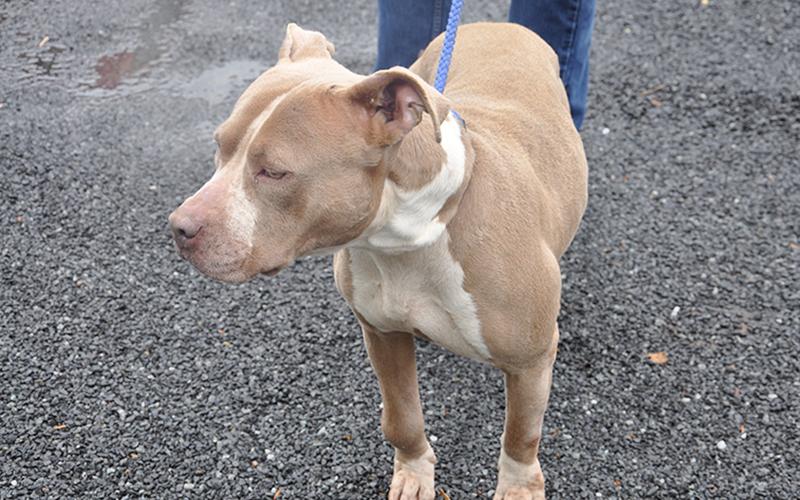 This female Bulldog mix, who volunteers have named Delilah, was found around Jack’s River in Epworth March 4. Still will remain at Animal Control until reclaimed or adopted. This girl has a dusty brown coat with marigold eyes. She is very well mannered and laid-back. View her under intake number 093-20.