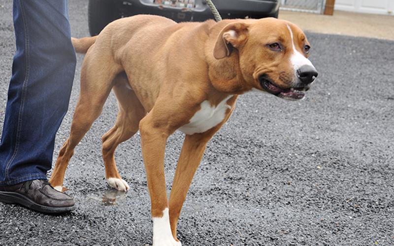 This male Boxer mix, who volunteers have named Parker, was an owner surrender, brought in February 13. He will stay at Animal Control until adopted. He has an orange and white coat with sweet tea colored eyes. This feller is full of spunk! View him using intake number 061-20.