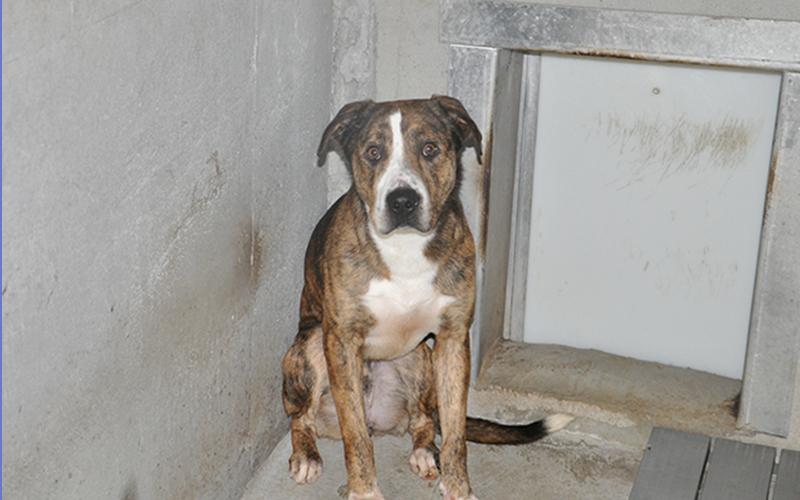 This male mix, who volunteers have named Dallas, was found at the Ford Dealership in Blue Ridge January 10. He will remain at Animal Control until reclaimed or adopted. He has a brindled coat and chocolaty colored eyes. This boy is a sweetie pie and is ready for a good home. View him using intake number 009-20.
