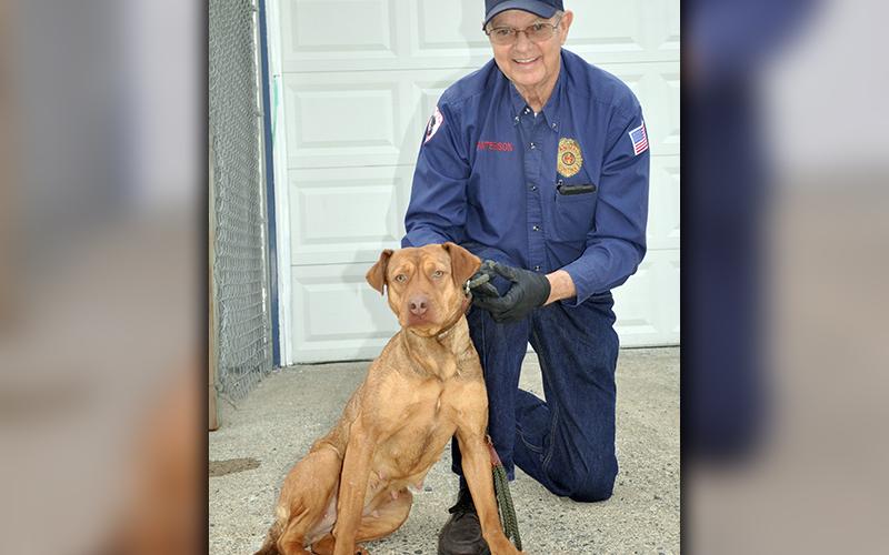 This female Lab mix, who volunteers have named Goldie, was picked up on Clay Circle in Morganton March 3. She will remain at Animal Control until reclaimed or adopted. Goldie is very well mannered and would make a great companion. She is shown being held by Fannin County Animal Control Officer Pat Patterson. View this pretty girl under Animal Control number 091-20.