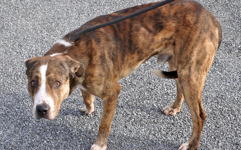 This male mix, who volunteers have named Dallas, was picked up at the Ford Dealership in Blue Ridge January 10. This sweet guy will remain at Animal Control until reclaimed or adopted. Dallas is ready for a new, loving family. View him under Animal Control number 09-20.