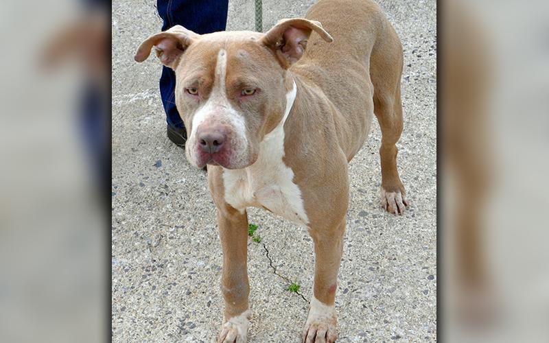 This female Pit Bulldog mix, who volunteers have named Delilah, was picked up on Jack’s River in Epworth March 4 and will remain at Animal Control until reclaimed or adopted. Delilah likes to be pet and is always very calm. View her under Animal Control number 094-20.