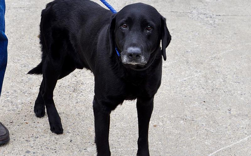 This male Black Lab is an owner surrender. He will remain at Animal Control until adopted. He has a shiny, short black coat with dark coffee bean colored eyes. This boy is very well mannered. View him using intake number 136-20.