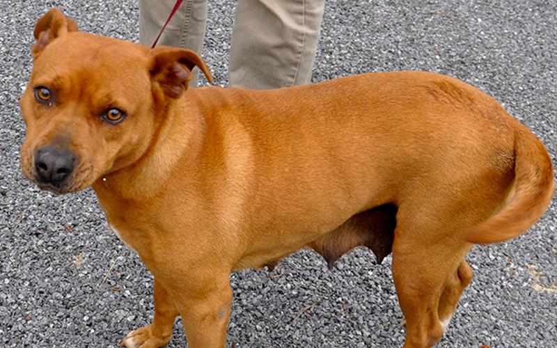 This female mix was picked up in McCaysville Thursday, May 21 and will be staying at Animal Control until reclaimed or adopted. She has a short, red coat with amber eyes. This girl is very calm and sweet. View her using intake number 145-20.
