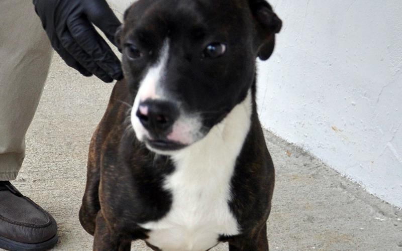 This male mix was picked up on Power Dam Road May 16 in Epworth and will stay at Animal Control until reclaimed or adopted. He has a shiny, black brindled coat with a white chest. This boy is full of energy! View him using intake number 142-20.