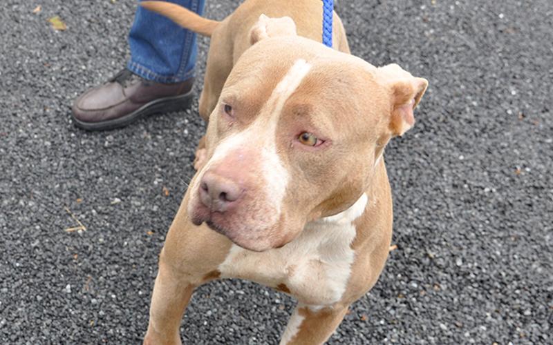 This female Bulldog mix was found around Jack’s River in Epworth March 4 and will be staying at Animal Control until adopted or reclaimed. She has a dusty, short coat and beautiful hazel eyes. This girl is very relaxed and well behaved. View her using intake number 093-20.