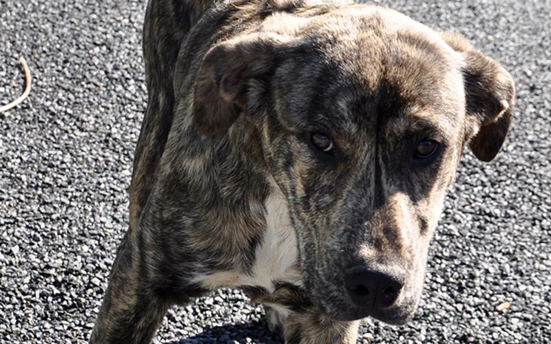This male mix was found on Cutcane Road in Mineral Bluff April 29 and will be staying at Animal Control until reclaimed or adopted. This handsome feller sports a marbled coat and dark coffee bean colored eyes. View this sweet boy under Animal Control number 135-20.